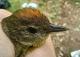 Thumbnail - MM15-2350-40661-Vermivora_celata_AOU_7_56-5865.jpg