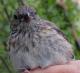 Thumbnail - MM15-2350-40676-Junco_hyemalis_AOU_7_56-5866.jpg
