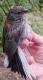 Thumbnail - MM15-2350-40676-Junco_hyemalis_AOU_7_56-5867.jpg
