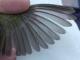 Thumbnail - MM15-2610-25533-Vermivora_celata_AOU_7_56-5858.jpg