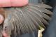 Thumbnail - MM15-2940-19534-Junco_hyemalis_AOU_7_56-5868.jpg