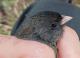 Thumbnail - MM15-2940-19534-Junco_hyemalis_AOU_7_56-5869.jpg
