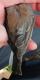 Thumbnail - MM15-2940-19534-Junco_hyemalis_AOU_7_56-5870.jpg