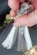 Thumbnail - MM15-2940-19534-Junco_hyemalis_AOU_7_56-5871.jpg