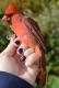 Thumbnail - MR3-2451-30534-Cardinalis_cardinalis_AOU_7_52-1688.jpg