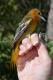 Thumbnail - MR3-2531-79724-Icterus_galbula_AOU_7_52-1578.jpg