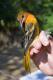 Thumbnail - MR3-2531-79724-Icterus_galbula_AOU_7_52-1579.jpg