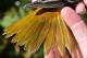 Thumbnail - MR3-2531-79724-Icterus_galbula_AOU_7_52-1581.jpg