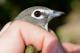 Thumbnail - MR3-2621-08462-Vireo_solitarius_AOU_7_52-1654.jpg