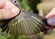 Thumbnail - MR3-2621-08462-Vireo_solitarius_AOU_7_52-1655.jpg