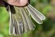 Thumbnail - MR3-2621-08462-Vireo_solitarius_AOU_7_52-1656.jpg