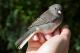 Thumbnail - MR3-2621-08629-Junco_hyemalis_AOU_7_52-1671.jpg