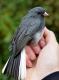 Thumbnail - MR3-2621-08710-Junco_hyemalis_AOU_7_52-1761.jpg