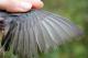 Thumbnail - MR3-2621-08710-Junco_hyemalis_AOU_7_52-1762.jpg