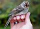 Thumbnail - MR3-2691-01574-Zonotrichia_leucophrys_AOU_7_52-1764.jpg
