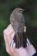 Thumbnail - MR3-2720-80796-Setophaga_palmarum_AOU_7_52-1697.jpg