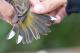 Thumbnail - MR3-2720-80796-Setophaga_palmarum_AOU_7_52-1699.jpg