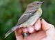 Thumbnail - MR3-2720-80858-Setophaga_coronata_AOU_7_52-1757.jpg