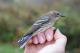 Thumbnail - MR3-2720-80929-Setophaga_coronata_AOU_7_52-1782.jpg