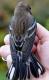 Thumbnail - MR3-2720-80929-Setophaga_coronata_AOU_7_52-1783.jpg