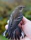 Thumbnail - MR3-2720-80929-Setophaga_coronata_AOU_7_52-1784.jpg