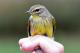 Thumbnail - MR3-2720-80944-Setophaga_palmarum_AOU_7_52-1773.jpg