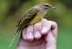 Thumbnail - MR3-2720-80947-Setophaga_palmarum_AOU_7_52-1777.jpg