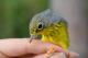 Thumbnail - MR3-272080210-Cardellina_canadensis_AOU_7_52-1485.jpg