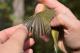 Thumbnail - MR3-272080538-Geothlypis_trichas_AOU_7_52-1546.jpg