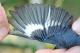 Thumbnail - MR3-272080553-Setophaga_caerulescens_AOU_7_52-1553.jpg