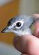 Thumbnail - MR3-NA_748-Vireo_solitarius_AOU_7_52-1657.jpg