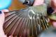 Thumbnail - MR3-NA_748-Vireo_solitarius_AOU_7_52-1658.jpg