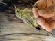 Thumbnail - MS11-297092715-Vermivora_celata_AOU_7_56-5688.jpg