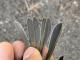 Thumbnail - MS11-297092715-Vermivora_celata_AOU_7_56-5689.jpg