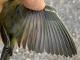 Thumbnail - MS11-297092715-Vermivora_celata_AOU_7_56-5690.jpg