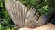 Thumbnail - NP4-1462-05823-Turdus_migratorius_AOU_7_56-5326.jpg