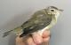Thumbnail - RB4-303072921-Vireo_gilvus_AOU_7_56-6082.JPG