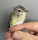 Thumbnail - RB4-303072921-Vireo_gilvus_AOU_7_56-6083.JPG