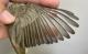 Thumbnail - RB4-303072921-Vireo_gilvus_AOU_7_56-6084.JPG