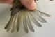 Thumbnail - RB4-303072921-Vireo_gilvus_AOU_7_56-6085.JPG