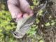 Thumbnail - RB4-303073511-Dendroica_palmarum_AOU_7_56-6033.JPG