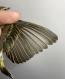 Thumbnail - RB4-303073511-Dendroica_palmarum_AOU_7_56-6037.JPG