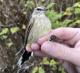 Thumbnail - RB4-303073511-Dendroica_palmarum_AOU_7_56-6038.JPG