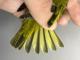 Thumbnail - RB4-303073514-Dendroica_petechia_AOU_7_56-6040.JPG
