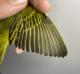 Thumbnail - RB4-303073514-Dendroica_petechia_AOU_7_56-6041.JPG