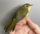 Thumbnail - RB4-303073526-Geothlypis_trichas_AOU_7_56-6060.JPG