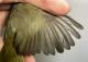Thumbnail - RB4-303073526-Geothlypis_trichas_AOU_7_56-6061.JPG