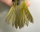 Thumbnail - RB4-303073526-Geothlypis_trichas_AOU_7_56-6062.JPG