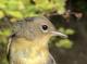 Thumbnail - RB4-303073526-Geothlypis_trichas_AOU_7_56-6063.JPG
