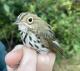Thumbnail - RB4-314180032-Seiurus_aurocapilla_AOU_7_56-6078.JPG